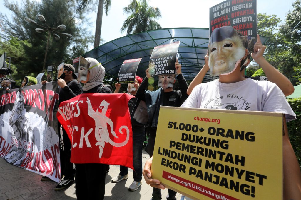 Pengunjuk rasa yang tergabung dalam Koalisi Primates Fight Back menggelar aksi di depan Kementerian Lingkungan Hidup dan Kehutanan, Jakarta, Senin (12/12/2022). Koalisi Primates Fight Back mendesak Menteri Lingkungan Hidup dan Kehutanan Siti Nurbaya Bakar untuk segera menetapkan status monyet sebagai hewan dilindungi.