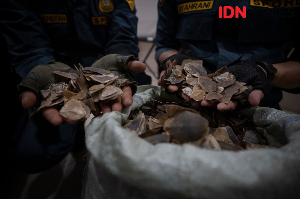 Perdagangan sisik trenggiling masih sering terjadi di Kalbar